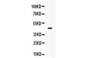 Western blot analysis of CD33 expression in mosue lung extract ( Lane 1). (CD33 anticorps  (AA 18-240))