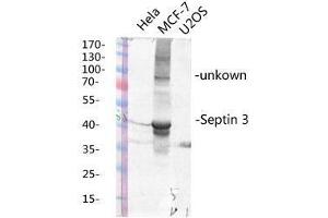 Western Blot (WB) analysis of specific lysis using Septin 3 Polyclonal Antibody. (Septin 3 anticorps  (Internal Region))