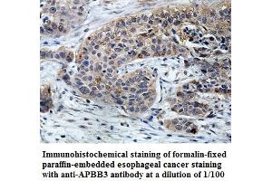 Image no. 1 for anti-Amyloid beta (A4) Precursor Protein-Binding, Family B, Member 3 (APBB3) antibody (ABIN1574727)