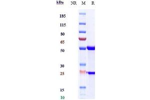 Anti-IL-6 / IFNb2 Reference Antibody (sirukumab) on SDS-PAGE under reducing (R) condition. (Recombinant IL6 (Sirukumab Biosimilar) anticorps)