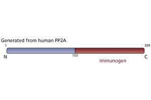 Image no. 3 for anti-PP2A Catalytic alpha (AA 153-309) antibody (ABIN968035) (PP2A Catalytic alpha (AA 153-309) anticorps)