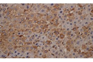 Immunohistochemistry of paraffin-embedded mouse liver using alpha Tubulin Monoclonal Antibody at dilution of 1:200