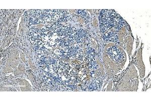 IHC analysis of GNG2 using anti-GNG2 antibody (ABIN7600505).