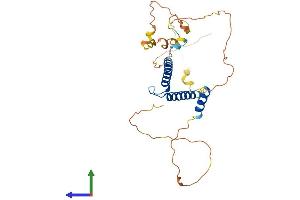 AlphaFold protein structure predicition of Human Recombinant MYOD1 Protein, UniprotID P15172