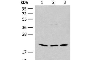 Western blot analysis of HEPG2 and Hela cell Mouse liver tissue lysates using RPL23A Polyclonal Antibody at dilution of 1:300 (RPL23A anticorps)