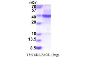 SDS-PAGE (SDS) image for Farnesyl-Diphosphate Farnesyltransferase 1 (FDFT1) (AA 1-283) protein (His tag) (ABIN5853847)