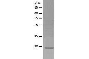 Western Blotting (WB) image for LSM3 Homolog, U6 Small Nuclear RNA Associated (LSM3) (AA 1-102) protein (His-IF2DI Tag) (ABIN7123794)