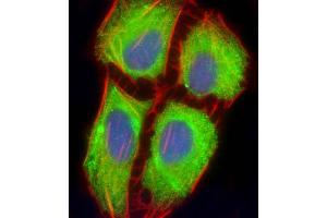 Immunofluorescent analysis of 4 % paraformaldehyde-fixed, 0.