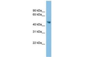 Image no. 1 for anti-Arginine Decarboxylase (ADC) (AA 179-228) antibody (ABIN6744973) (ADC anticorps  (AA 179-228))