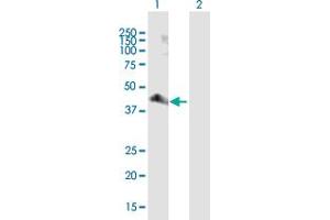 Western Blot analysis of PARD6A expression in transfected 293T cell line by PARD6A MaxPab polyclonal antibody. (PARD6A anticorps  (AA 1-345))