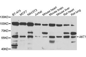 Western blot analysis of extracts of various cell lines, using AKT1 antibody. (AKT1 anticorps)