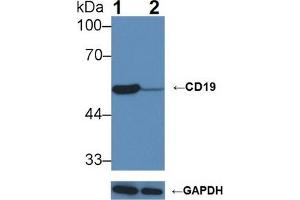 Knockout Varification: Lane 1: Wild-type Raji cell lysate; Lane 2: CD19 knockout Raji cell lysate; Predicted MW: 60kDa Observed MW: 54kDa Primary Ab: 1µg/ml Rabbit Anti-Mouse CD19 Antibody Second Ab: 0. (CD19 anticorps  (AA 19-287))