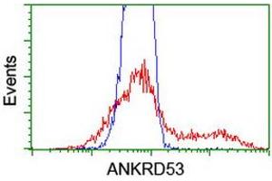 Image no. 6 for anti-Ankyrin Repeat Domain 53 (ANKRD53) (AA 1-300) antibody (ABIN1490719) (ANKRD53 anticorps  (AA 1-300))
