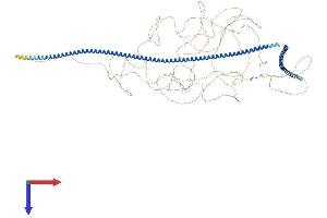 AlphaFold protein structure predicition of Mouse Recombinant Mtus1 Protein, UniprotID Q5HZI1
