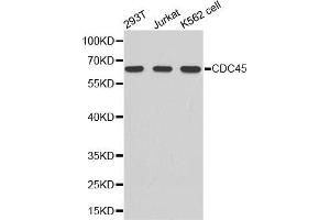 Western blot analysis of extracts of various cell lines, using CDC45 antibody. (CDC45 anticorps  (AA 1-270))
