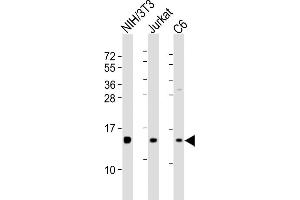All lanes : Anti-PFN1 Antibody (C-term) at 1:8000 dilution Lane 1: NIH/3T3 whole cell lysates Lane 2: Jurkat whole cell lysates Lane 3: C6 whole cell lysates Lysates/proteins at 20 μg per lane. (PFN1 anticorps  (C-Term))
