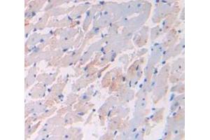 IHC-P analysis of Rat Tissue, with DAB staining. (VEGFB anticorps  (AA 21-137))