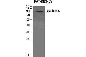 Western Blot (WB) analysis of specific cells using mGluR-4 Polyclonal Antibody. (Metabotropic Glutamate Receptor 4 anticorps  (C-Term))