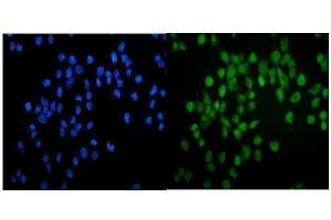 IF analysis of GATA2 using anti-GATA2 antibody (ABIN7600745).
