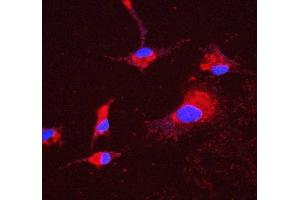 IF analysis of ATP5H using anti-ATP5H antibody (ABIN7600467).