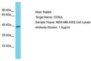Image no. 1 for anti-Cyclin J-Like (CCNJL) (AA 337-386) antibody (ABIN6750669) (CCNJL anticorps  (AA 337-386))