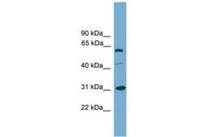 Image no. 1 for anti-Cell Cycle Checkpoint Protein RAD1 (RAD1) (AA 179-228) antibody (ABIN6745211) (RAD1 anticorps  (AA 179-228))