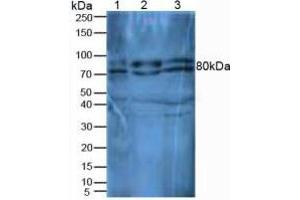 Rabbit Detection antibody from the kit in WB with Positive Control: Sample Lane1: Mouse Thymus Tissue; Lane2: Mouse Liver Tissue; Lane3: Mouse Kidney Tissue.