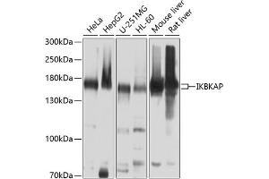 Western blot analysis of extracts of various cell lines, using IKBKAP antibody (ABIN6130369, ABIN6142278, ABIN6142279 and ABIN6214265) at 1:1000 dilution. (IKAP/p150 anticorps  (AA 1093-1332))