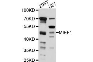 Western blot analysis of extracts of various cell lines, using MIEF1 antibody (ABIN5998230) at 1/1000 dilution. (SMCR7L anticorps)