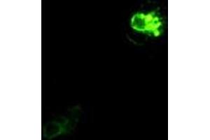 Immunofluorescent staining of Cos7 cells using anti-PROM2 mouse monoclonal antibody (ABIN2452583). (Prominin 2 anticorps)