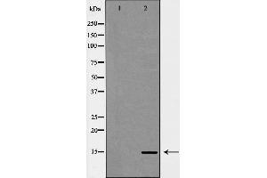 Western blot analysis of extracts of HeLa, using H3K14me3 antibody. (Histone 3 anticorps  (H3K14me3))