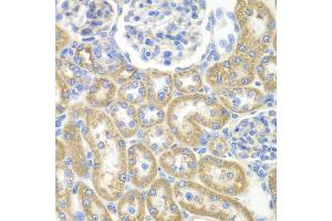 Immunohistochemistry of paraffin-embedded rat kidney using GNAI2 antibody (ABIN6291411) at dilution of 1:100 (40x lens). (GNAI2 anticorps)