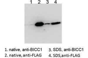 Western blot testing of HEK293 lysate overexpressing human BICC1-FLAG probed with an unrelated BCC1 antibody after immunoprecipitating with either cat # R35086 BICC1 antibody or FLAG antibody in the presence or absence of  SDS. (BICC1 anticorps)