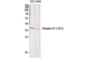 Western Blot (WB) analysis of specific cells using Phospho-AP-1/Jun D (S73/100) Polyclonal Antibody. (JunD anticorps  (pSer73, pSer100))
