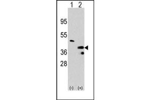 Image no. 1 for anti-Protein Arginine Methyltransferase 1 (PRMT1) (C-Term) antibody (ABIN356519) (PRMT1 anticorps  (C-Term))
