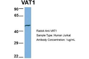 Human Jurkat; Host: Rabbit . (VAT1 anticorps  (N-Term))