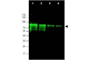 Image no. 1 for anti-MRE11 Meiotic Recombination 11 Homolog A (S. Cerevisiae) (MRE11A) (AA 68-706) antibody (ABIN401319) (Mre11 anticorps  (AA 68-706))