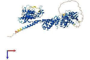 AlphaFold protein structure predicition of Mouse Recombinant Rhobtb1 Protein, UniprotID Q9DAK3