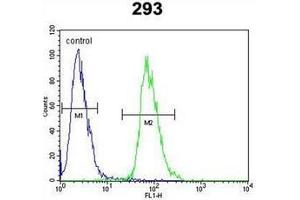 Flow cytometric analysis of 293 cells using ETV5 / ERM Antibody (N-term) Cat. (ETV5 anticorps  (N-Term))