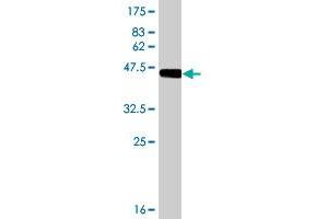 Western Blot detection against Immunogen (48.