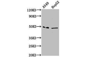 Western Blot Positive WB detected in: A549 whole cell lysate, HepG2 whole cell lysate All lanes: MFSD4A antibody at 3. (MFSD4 anticorps  (AA 160-220))