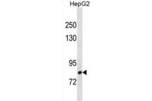 Western Blotting (WB) image for anti-C-Maf Inducing Protein (CMIP) antibody (ABIN3001392) (CMIP anticorps)