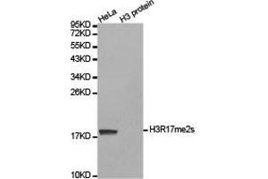 Western blot analysis of extracts of HeLa cell line and H3 protein expressed in E. (Histone 3 anticorps  (H3R17me2s))