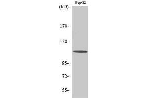 Western Blotting (WB) image for anti-CAP-GLY Domain Containing Linker Protein 2 (CLIP2) (C-Term) antibody (ABIN3183956) (CLIP2 anticorps  (C-Term))
