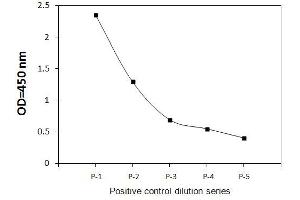 Jurkat cells were treated with Pervanadate.