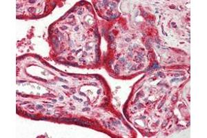 Immunohistochemical analysis of paraffin-embedded human placenta tissues using Calreticulin mouse mAb. (Calreticulin anticorps)