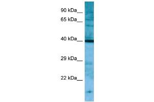 Host: Rabbit Target Name: Pnck Antibody Dilution: 1. (PNCK anticorps  (C-Term))