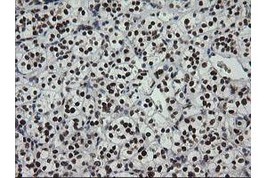 Image no. 2 for anti-Zinc Finger and SCAN Domain Containing 18 (ZSCAN18) antibody (ABIN1501858) (ZSCAN18 anticorps)