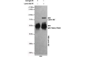 Immunoprecipitation analysis of 3T3 cell lysates using Lamin B2 mouse mAb. (Lamin B2 anticorps)