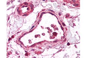 Anti-ZBTB33 / Kaiso antibody IHC of human small intestine, vessel. (ZBTB33 anticorps  (N-Term))